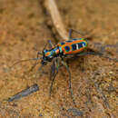 Sivun Cicindela (Cosmodela) barmanica Gestro 1893 kuva