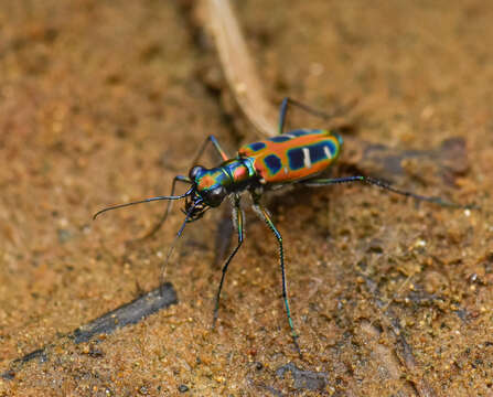 Image of Cicindela (Cosmodela) barmanica Gestro 1893