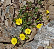 Image of Potentilla crantzii subsp. gelida (C. A. Mey.) J. Soják