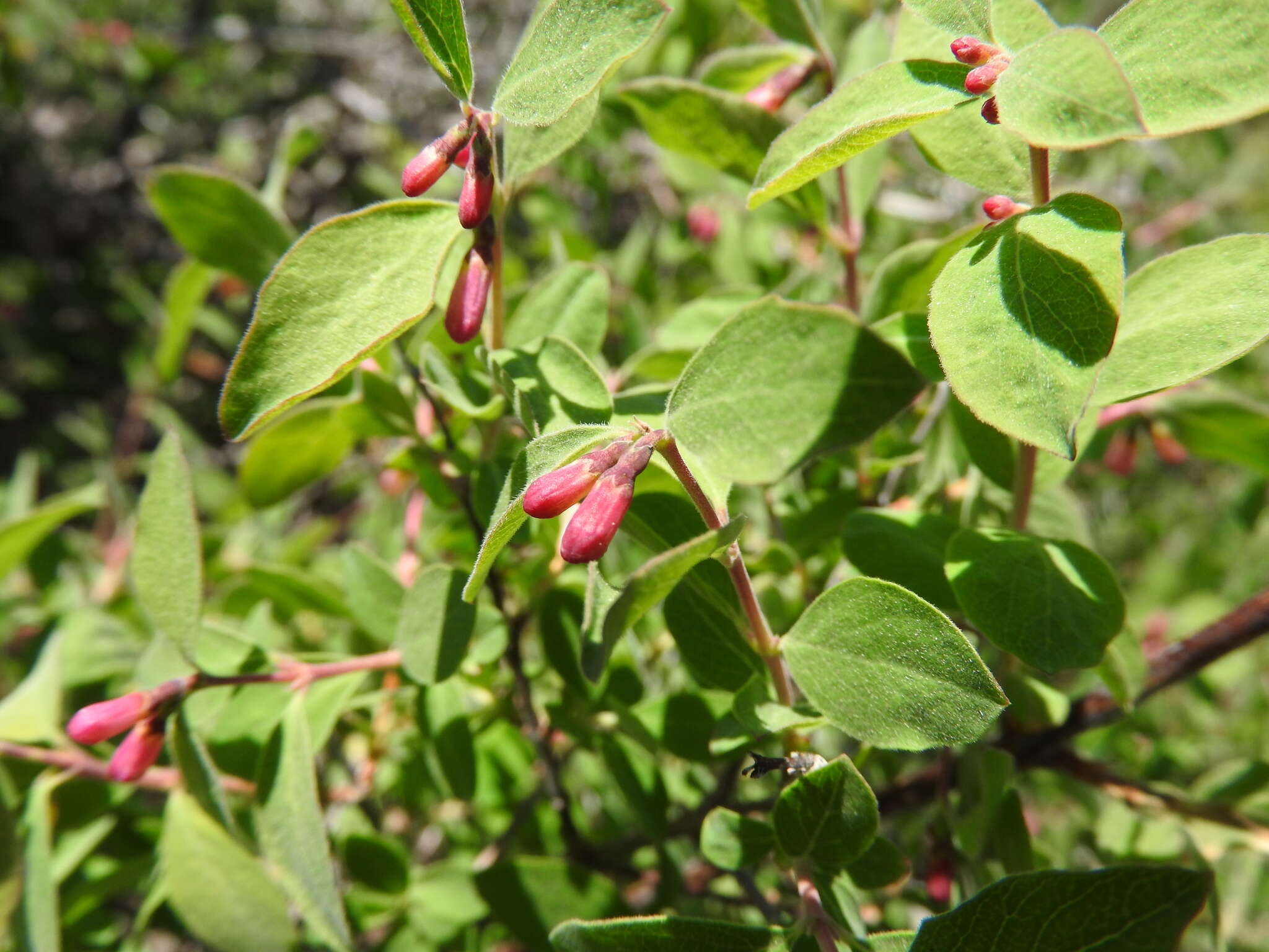 Image of roundleaf snowberry