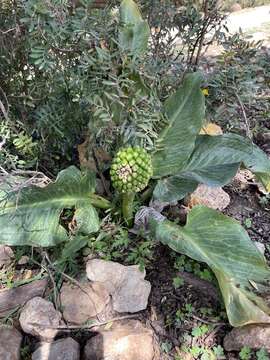 Image of Arum pictum L. fil.