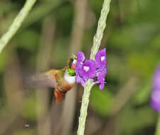 Image of White-crested Coquette