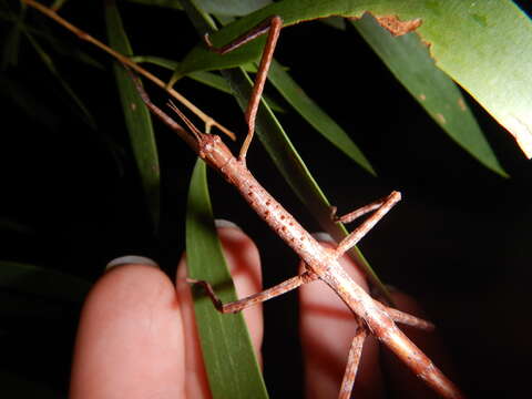 Image of Acrophylla caprella (Westwood 1859)