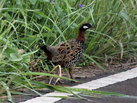 Слика од Francolinus francolinus (Linnaeus 1766)