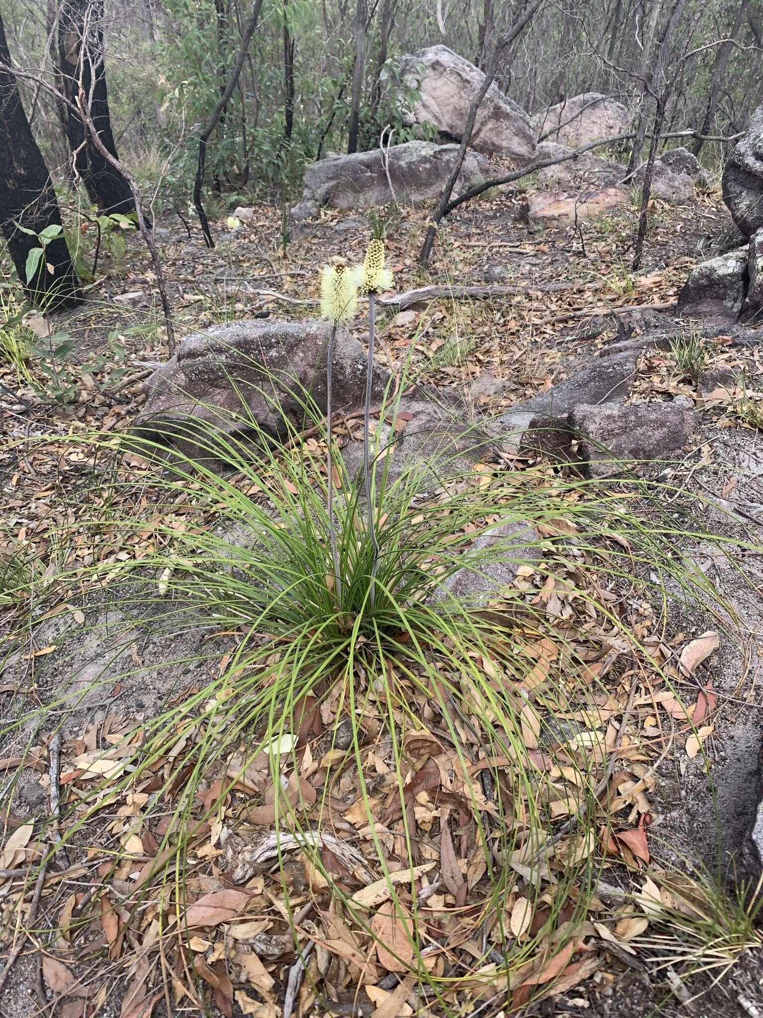 Image of Xanthorrhoea macronema F. Muell. ex Benth.