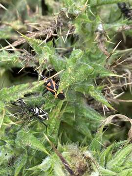 Image of Grypocoris amoenus (Douglas & Scott 1868)