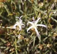 Image of Wahlenbergia magaliesbergensis Lammers