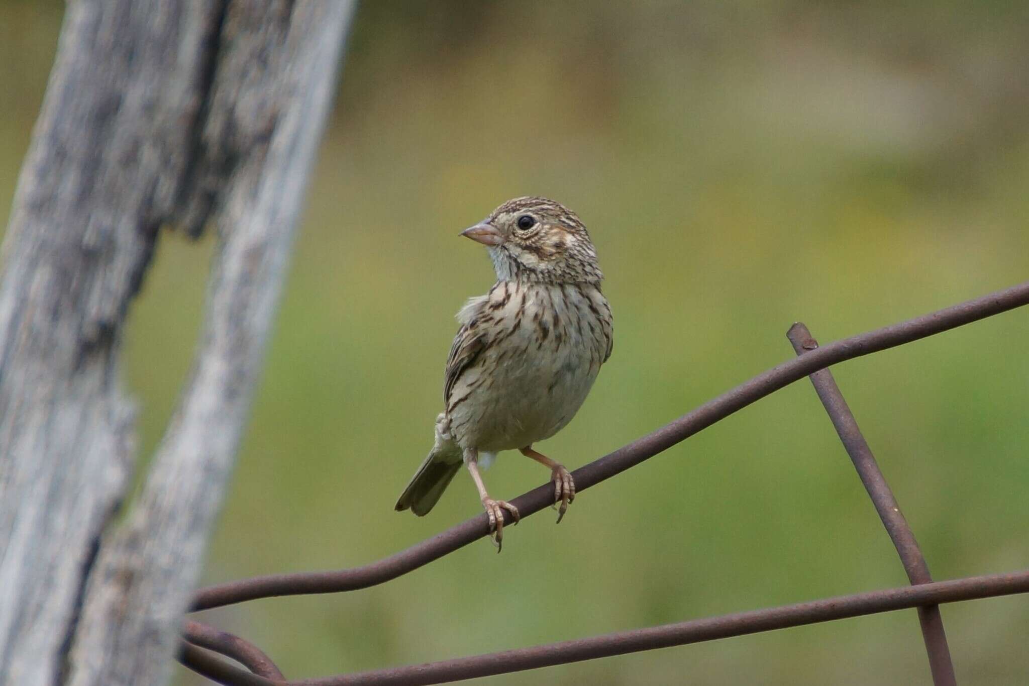 Image of Pooecetes gramineus gramineus (Gmelin & JF 1789)