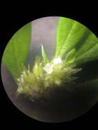 Image of Oval-Leaf False Buttonweed