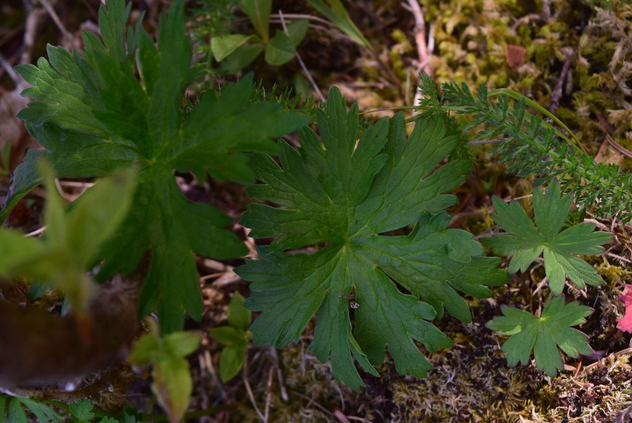 Imagem de Geranium erianthum DC.