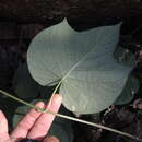 Ipomoea ampullacea Fern.的圖片