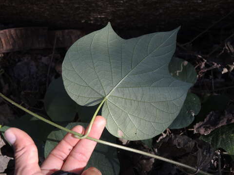 Image of Ipomoea ampullacea Fern.