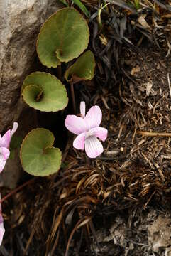 Sivun Viola primorskajensis (W. Becker) V. N. Voroschilov kuva