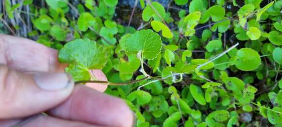 Image of Centella eriantha (Rich.) Drude