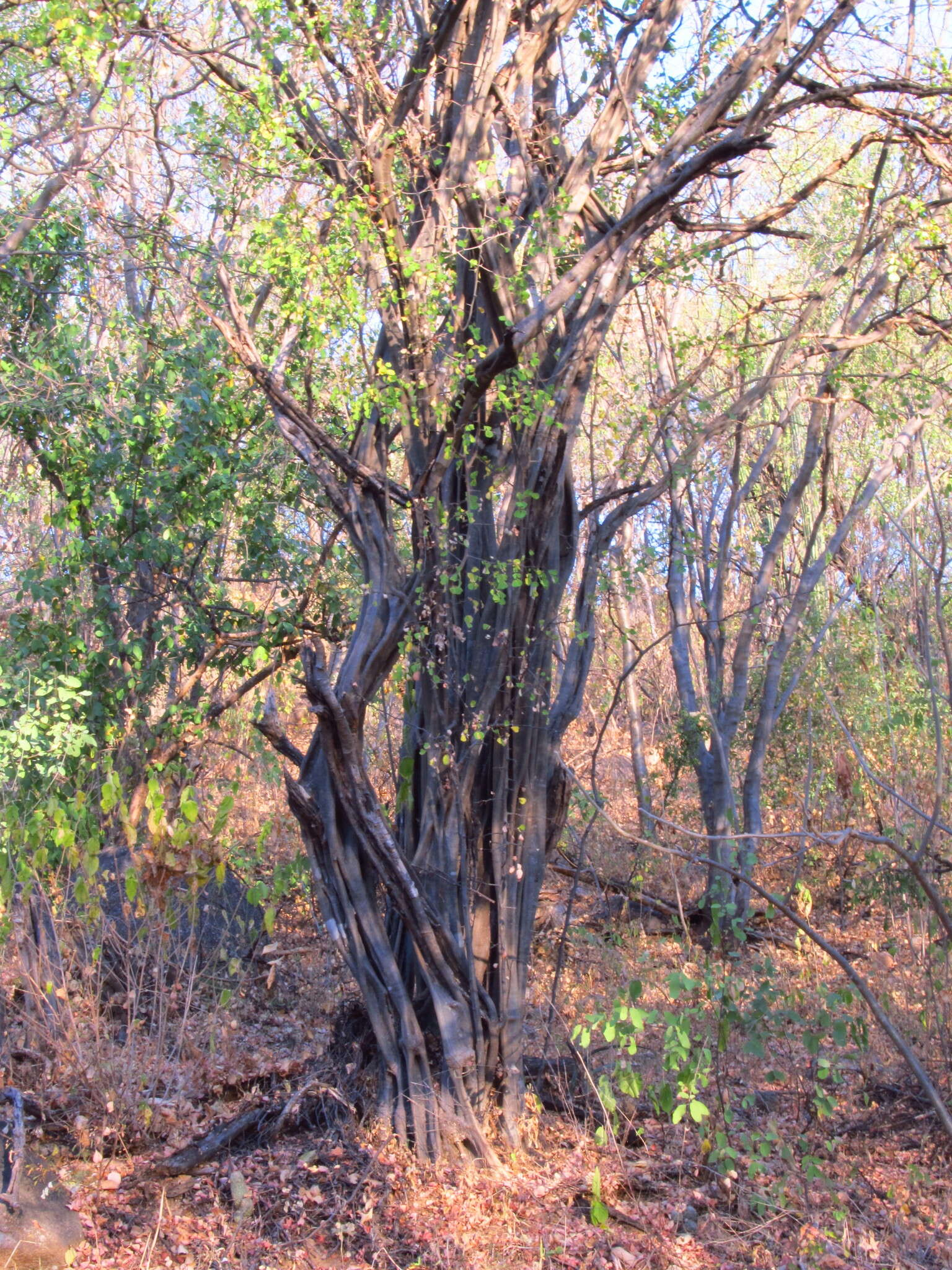 Image of haematoxylum