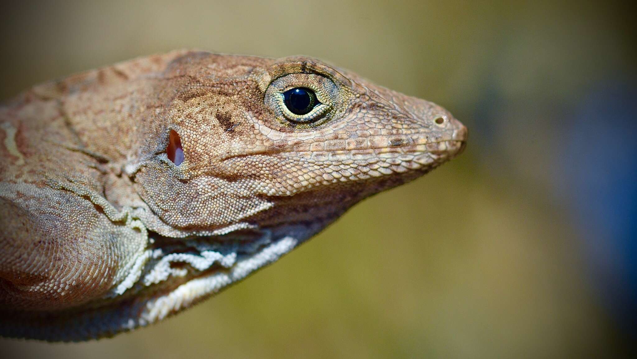 Imagem de Anolis cybotes Cope 1862