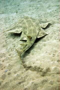 Image of Angel Shark