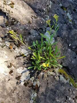 Image of Solidago simplex var. ontarioensis (Ringius) G. S. Ringius