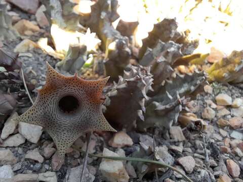 Imagem de Ceropegia thuretii (F. Cels) Bruyns