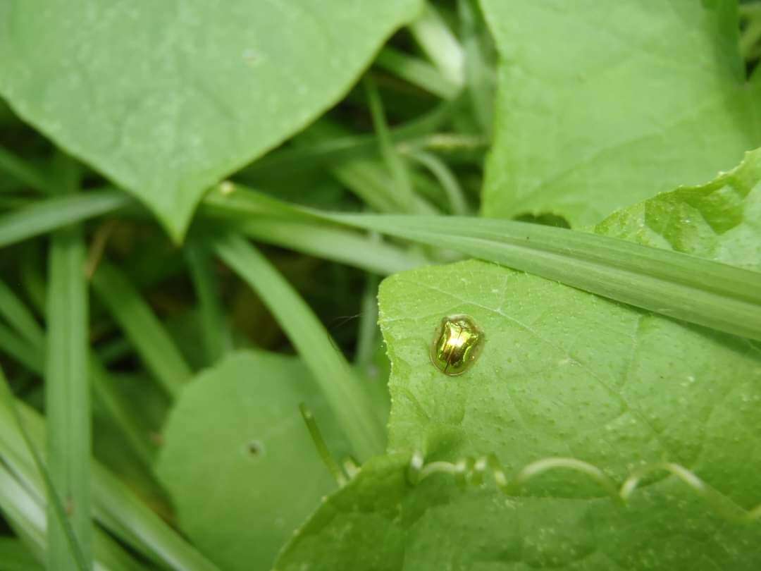 Слика од Charidotella (Charidotella) succinea (Boheman 1855)