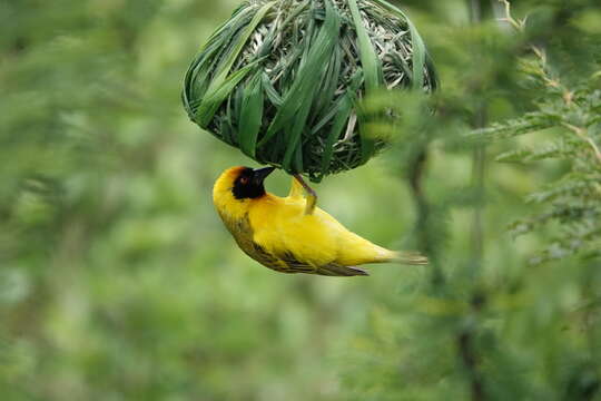 Image of Vitelline Masked Weaver