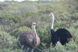 Image of South African Ostrich