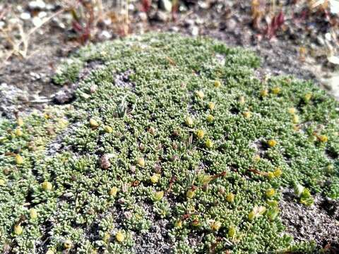 Image of Myosotis uniflora Hook. fil.