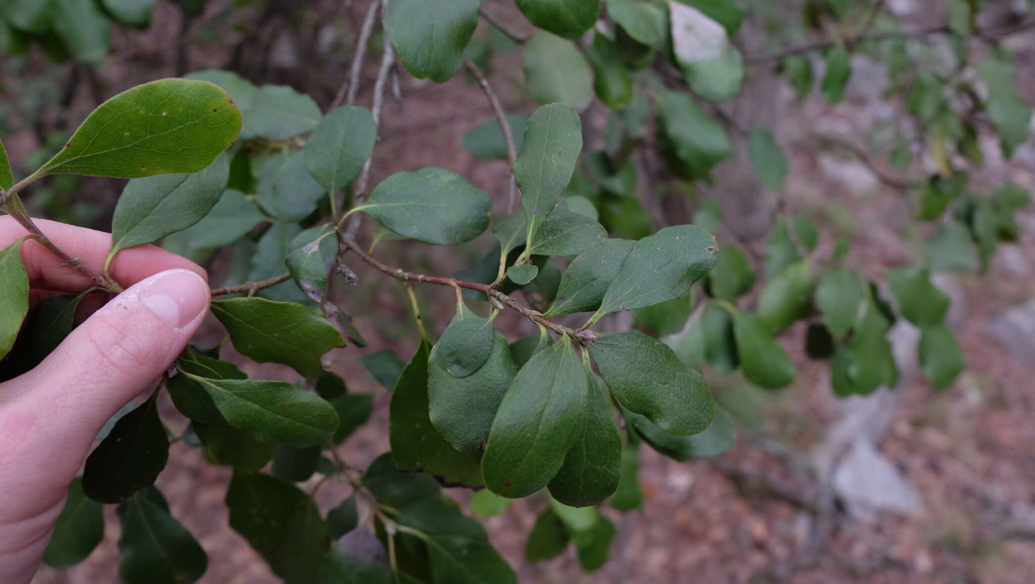 Image of Lindheimer's silktassel