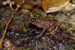 Image of Kadamaian Stream Toad