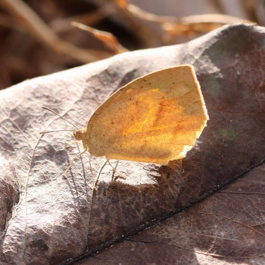 Image of Spotless Grass Yellow