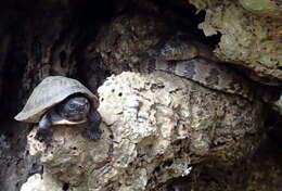 Image of Loggerhead Musk Turtle