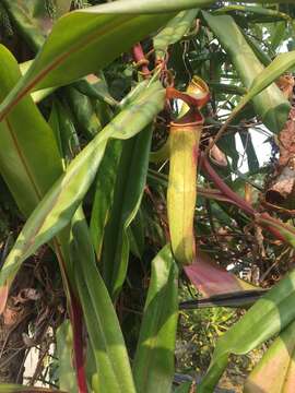 Image of Pitcher plant