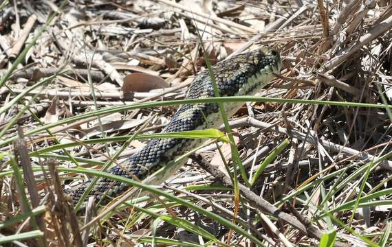 Image of Carpet python