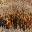 Image of Palm-Bract Salt-Bird's-Beak