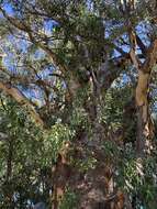 Image of Eucalyptus prava L. A. S. Johnson & K. D. Hill