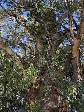 Image de Eucalyptus prava L. A. S. Johnson & K. D. Hill