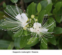 Image de Capparis roxburghii DC.