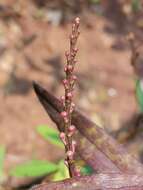 Image of Aerides ringens (Lindl.) C. E. C. Fisch.