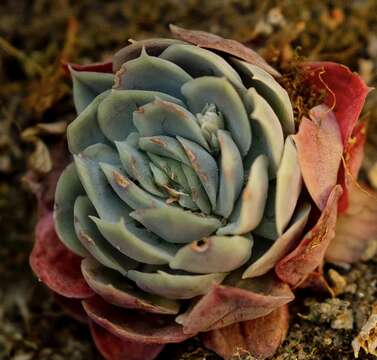 Image of Echeveria elegans Rose