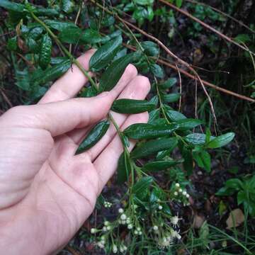 Plancia ëd Baccharis multiflora Kunth