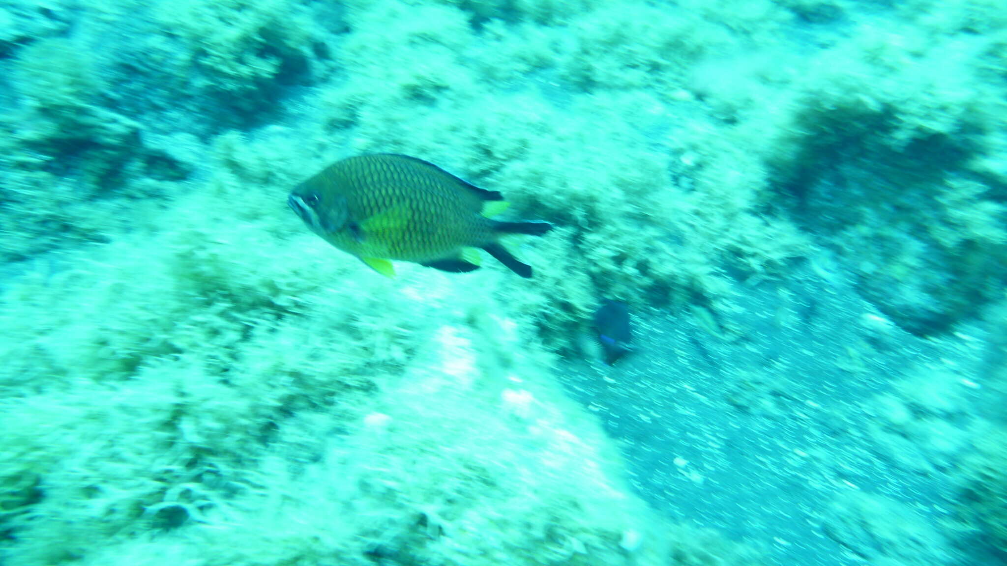 Image of Azores Chromis