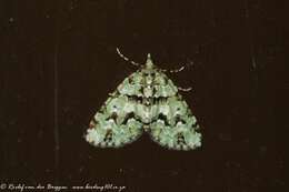 Image of Piercia bryophilaria Warren 1903