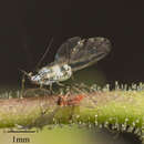 Image of Mint aphid