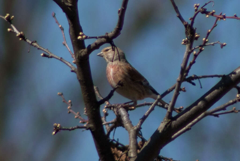 Image of Linnets