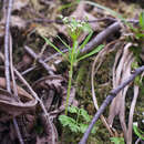 Image de Pternopetalum tanakae (Franch. & Sav.) Hand.-Mazz.