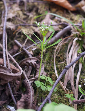 Pternopetalum tanakae (Franch. & Sav.) Hand.-Mazz. resmi