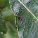 Image of Parasitoid wasp