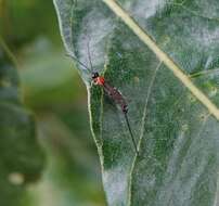 Image of Parasitoid wasp