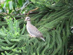 Image of Eared Dove