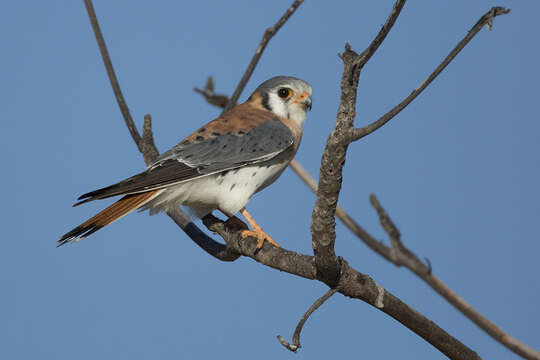 Image of Falco sparverius dominicensis Gmelin & JF 1788